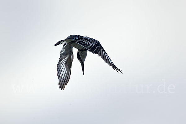 Graufischer (Ceryle rudis)