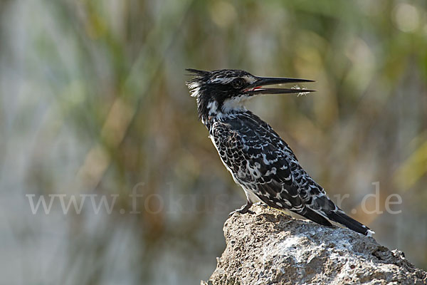 Graufischer (Ceryle rudis)