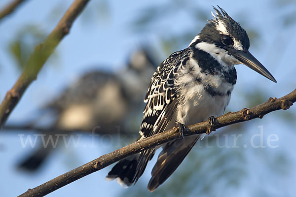 Graufischer (Ceryle rudis)