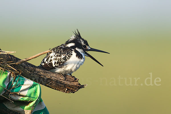 Graufischer (Ceryle rudis)