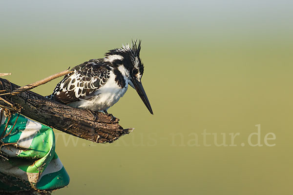 Graufischer (Ceryle rudis)