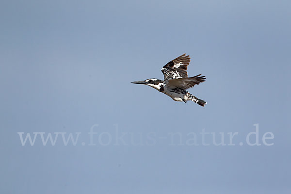 Graufischer (Ceryle rudis)