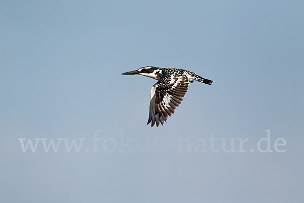 Graufischer (Ceryle rudis)