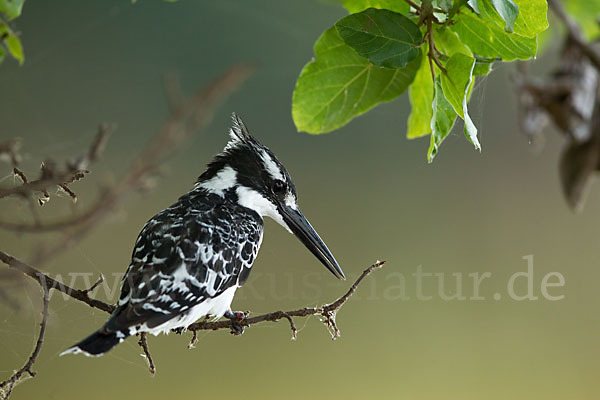 Graufischer (Ceryle rudis)