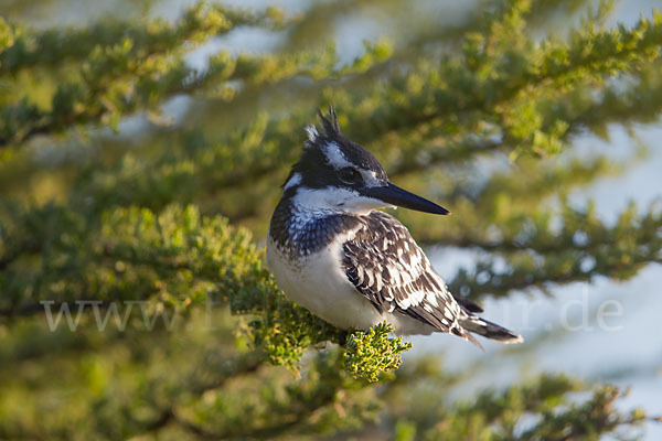 Graufischer (Ceryle rudis)