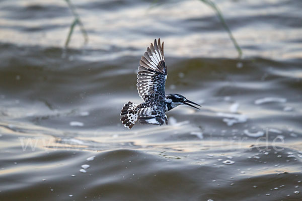 Graufischer (Ceryle rudis)