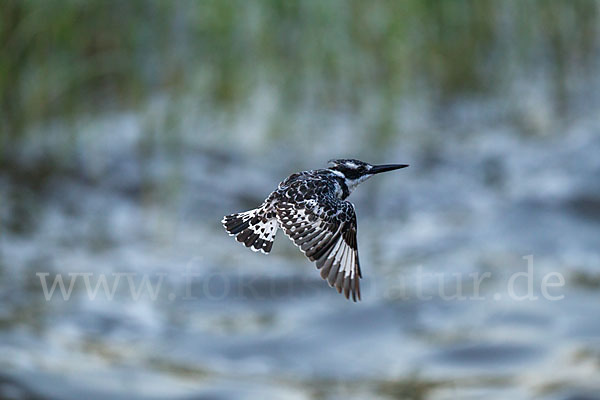 Graufischer (Ceryle rudis)