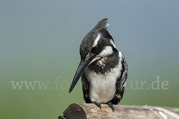 Graufischer (Ceryle rudis)