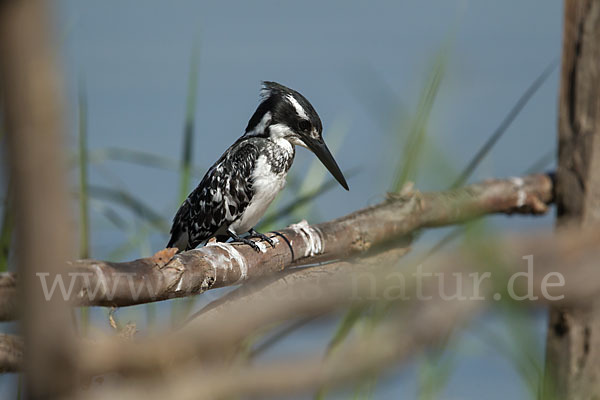 Graufischer (Ceryle rudis)