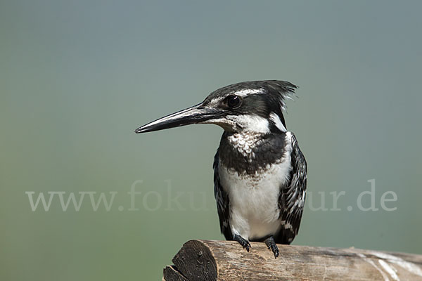 Graufischer (Ceryle rudis)