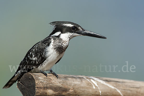 Graufischer (Ceryle rudis)