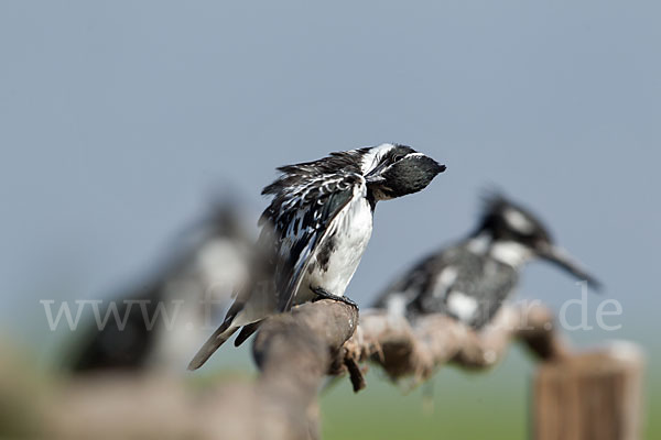 Graufischer (Ceryle rudis)