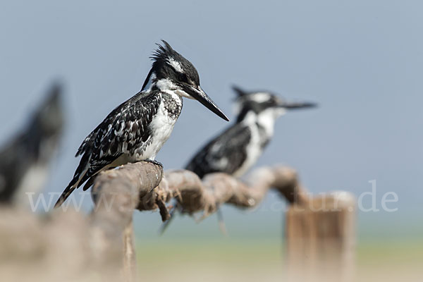 Graufischer (Ceryle rudis)