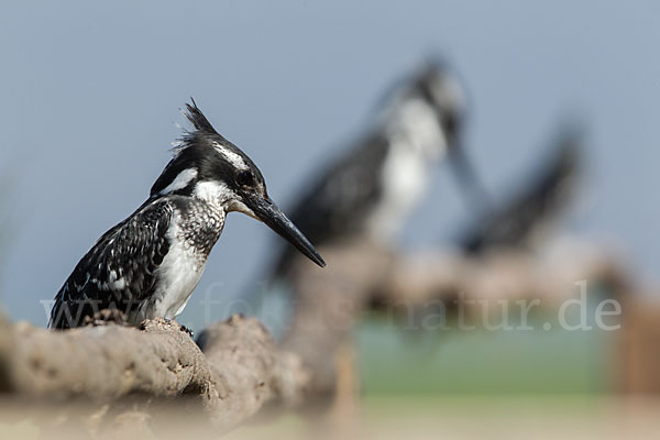 Graufischer (Ceryle rudis)