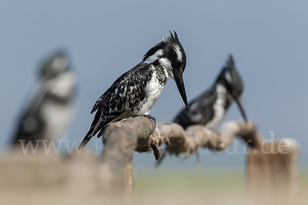 Graufischer (Ceryle rudis)