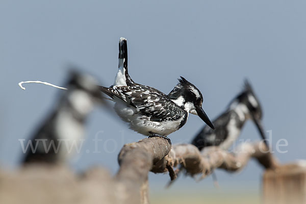 Graufischer (Ceryle rudis)