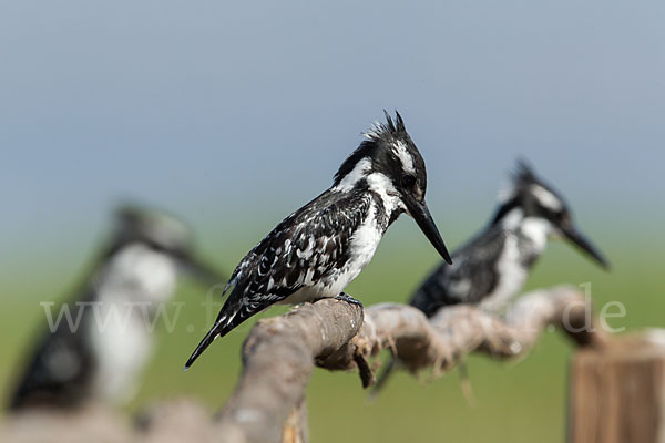 Graufischer (Ceryle rudis)