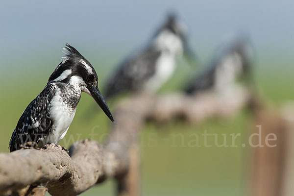 Graufischer (Ceryle rudis)