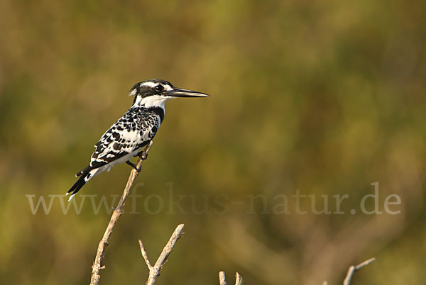 Graufischer (Ceryle rudis)