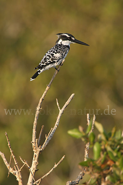 Graufischer (Ceryle rudis)