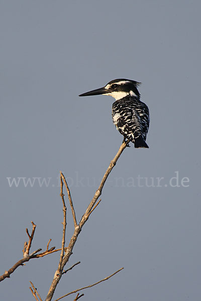 Graufischer (Ceryle rudis)