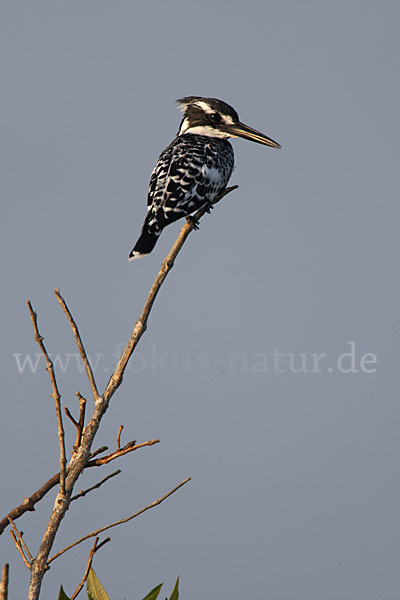 Graufischer (Ceryle rudis)