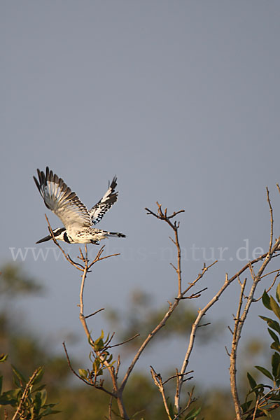 Graufischer (Ceryle rudis)