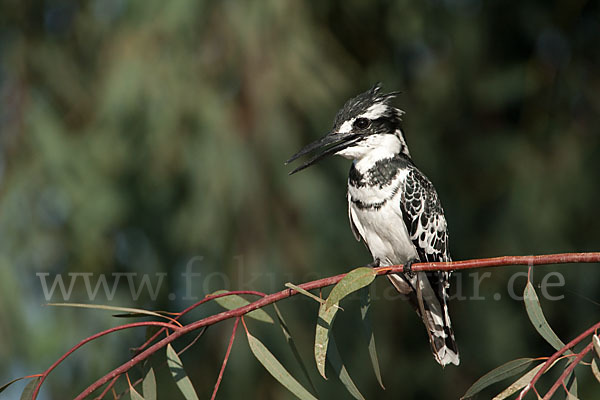 Graufischer (Ceryle rudis)