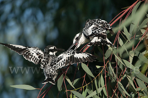 Graufischer (Ceryle rudis)