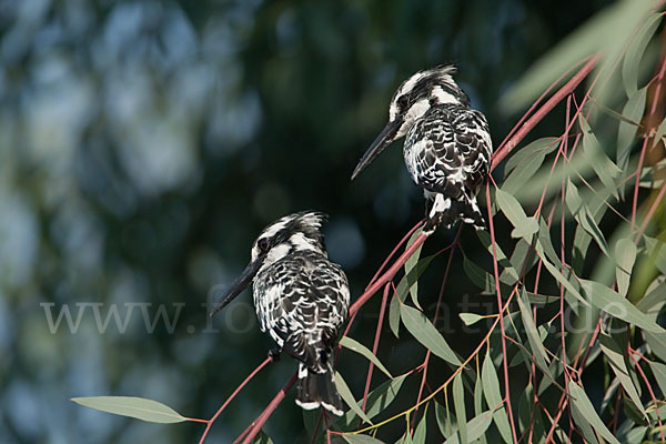 Graufischer (Ceryle rudis)