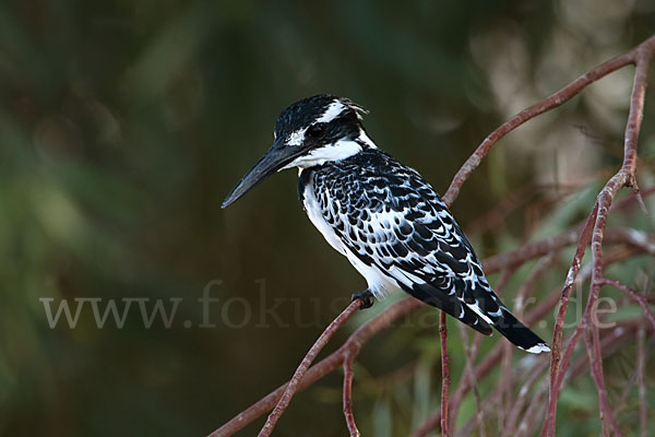 Graufischer (Ceryle rudis)