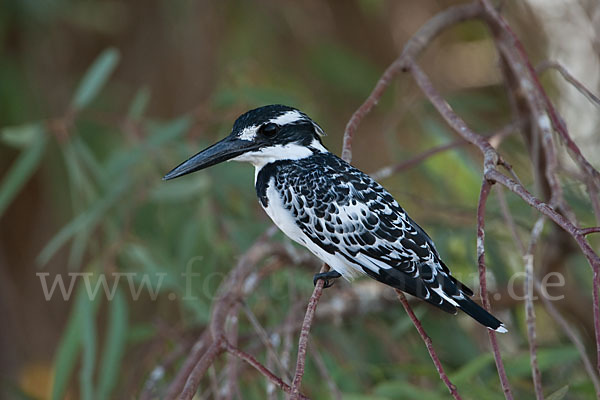 Graufischer (Ceryle rudis)