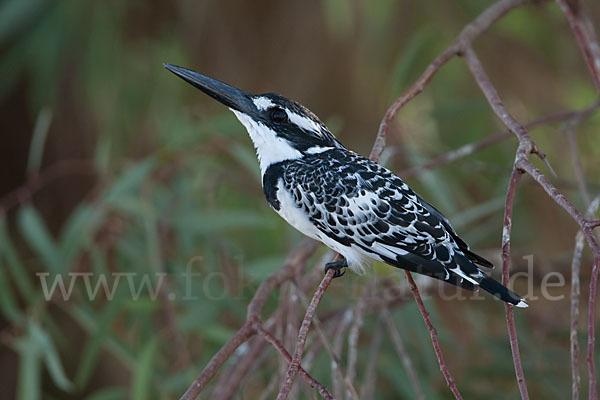 Graufischer (Ceryle rudis)