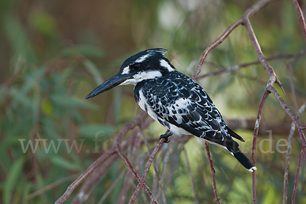 Graufischer (Ceryle rudis)