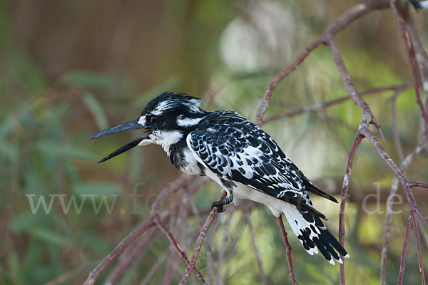 Graufischer (Ceryle rudis)