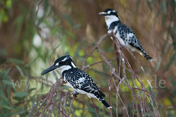 Graufischer (Ceryle rudis)