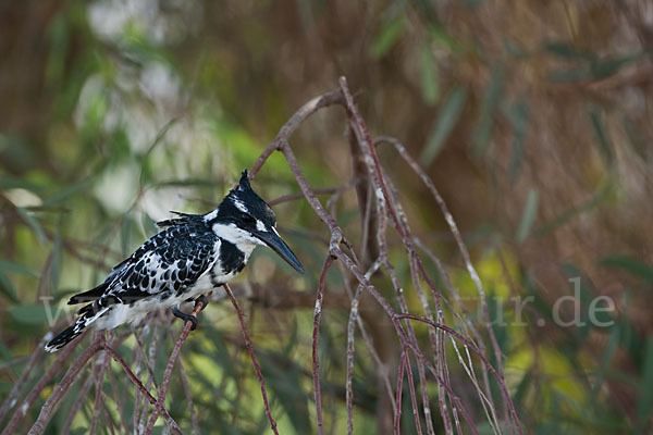 Graufischer (Ceryle rudis)