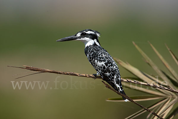 Graufischer (Ceryle rudis)