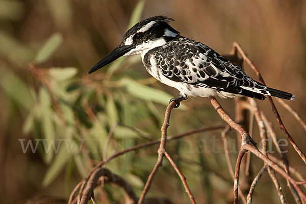 Graufischer (Ceryle rudis)