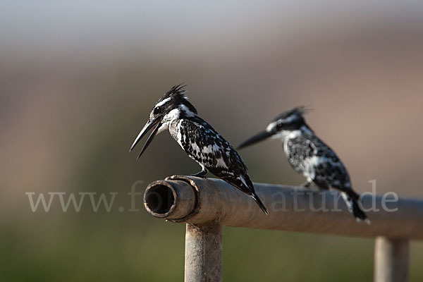 Graufischer (Ceryle rudis)