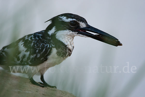 Graufischer (Ceryle rudis)