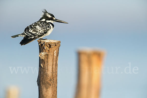 Graufischer (Ceryle rudis)