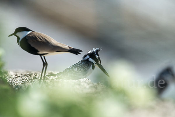 Graufischer (Ceryle rudis)