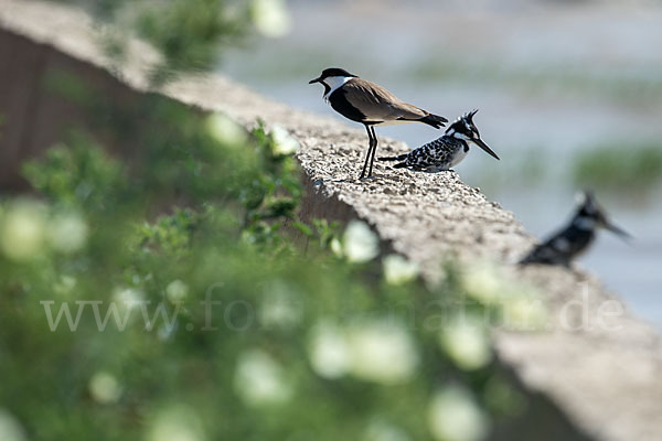 Graufischer (Ceryle rudis)