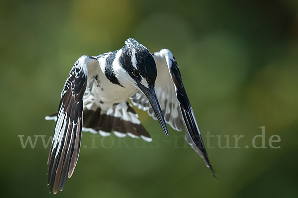 Graufischer (Ceryle rudis)