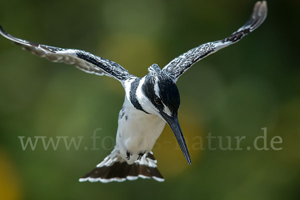 Graufischer (Ceryle rudis)