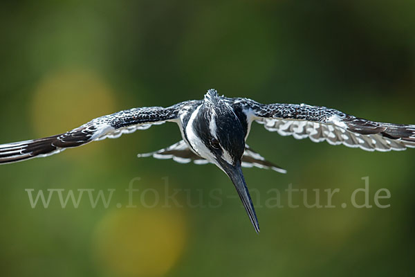 Graufischer (Ceryle rudis)