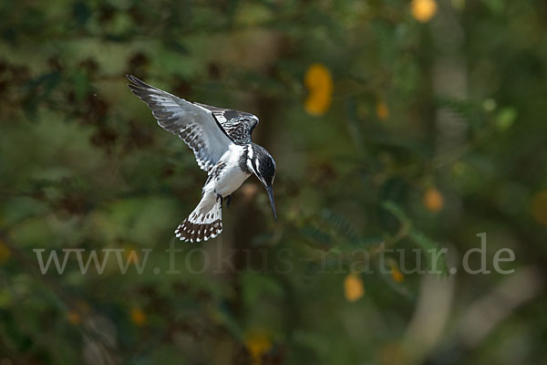 Graufischer (Ceryle rudis)