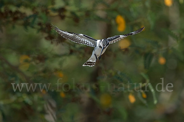 Graufischer (Ceryle rudis)