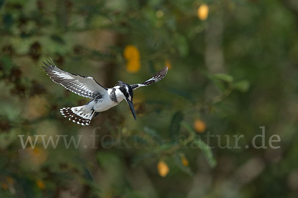 Graufischer (Ceryle rudis)